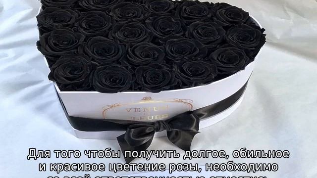 Цветок черная роза