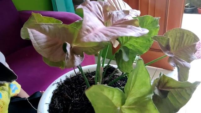 Cara merawat & Update Harga Tanaman Hias | Syngonium Pink смотреть онлайн