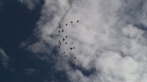 Курские голуби