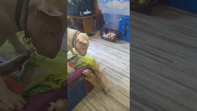 Чихуахуа щенки и бультерьер Этуаль