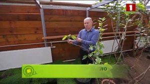 Биовегетарий