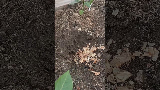 Высаживаю ПЕРЕЦ  в теплицу🫑👍 Что добавить в лунку🤔