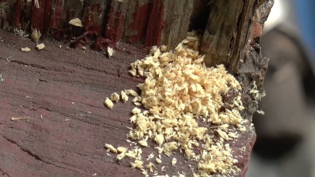 Пчела - плотник / Xylocopa valga. Пчела, которая грызет дерево. смотреть онлайн