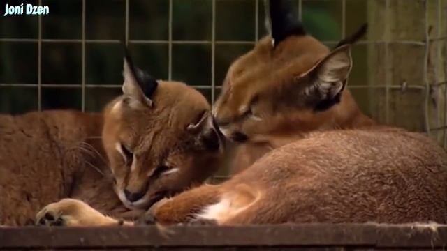 КАРАКАЛ - Летающий кот, Охотник на птиц! Каракал против Шакалов... смотреть онлайн