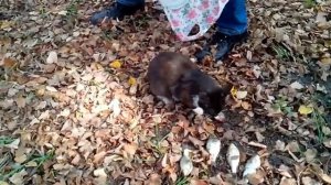 Коты и кошки санатория Краинка