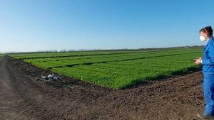 Обработка гербицидом делянок озимого ячменя дроном Agras T10