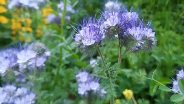 Фацелия / Phacelia смотреть онлайн