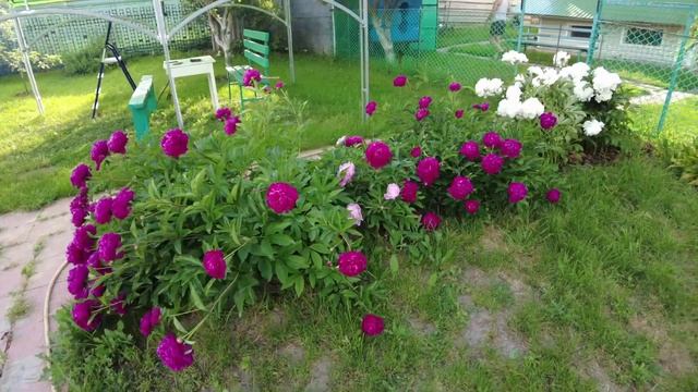 Шах загрыз утку соседа.? Жарим шашлык. Электрика на кухне готова! смотреть онлайн