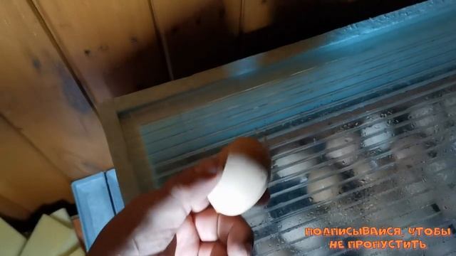 Огромные куры Джерсийский гигант.Инкубация... было не просто //"Мое Подворье" смотреть онлайн