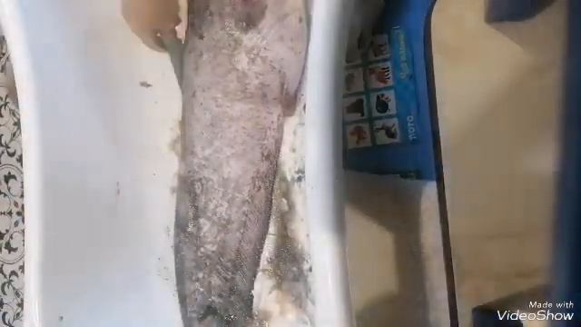 Чистка Сома от слизи. Сом. Моли или кипяток, проверим. смотреть онлайн