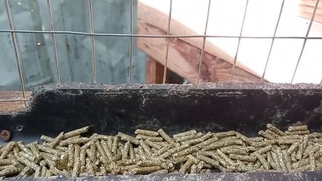 САМОЕ ВЫГОДНОЕ В КРОЛИКОВОДСТВЕ ПОКУПАТЬ ПОКРЫТЫХ СУКРОЛЬНЫХ БЕРЕМЕННЫХ КРОЛЬЧИХ САМОК ЖДУ ОКРОЛЫ смотреть онлайн