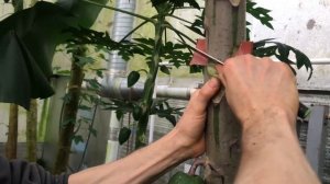 Как вырастить папайю 2