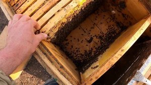 Пчеловодство в ульях лежаках от А до Я / Работа с лежаками весной