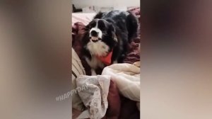 СМЕШНЫЕ КОШКИ 2023 И ДРУГИЕ ЖИВОТНЫЕ 10 МИНУТ СМЕХАСМЕШНЫЕ ЖИВОТНЫЕ 2023ЛУЧШИЕ ПРИКОЛЫ С КОТАМИ 2