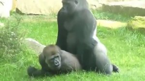 Gorillas Mating at the Zoo