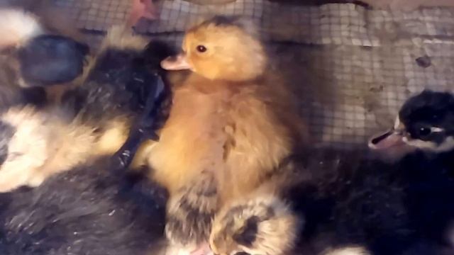 Инкубация утят (2) - вывод!!! Это очень важно. смотреть онлайн