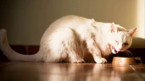 ПРИКОЛЫ С КОТАМИ%%%%%%%%%%%%%%