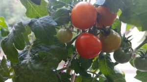 Томат micro-dwarf Red Robin обзор