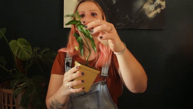 My Syngonium Collection смотреть онлайн