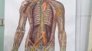 Лимфатические сосуды и узлы грудной, брюшной полостей и таза.