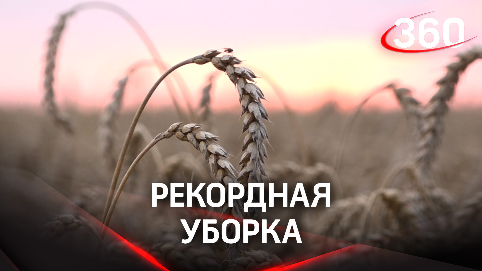 Книга рекордов Гиннесса по-русски: московские аграрии собрали внушительный урожай
