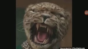 Леопард рычит!