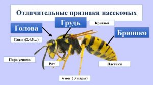 Разнообразие животных Насекомые