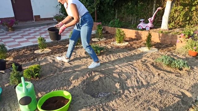 Красивая клумба из хвойных своими руками