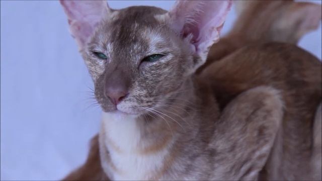 Идеальные зеленые глаза ориенальной кошки смотреть онлайн