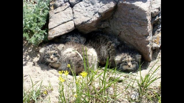 Животный мир Забайкалья 5 выпуск смотреть онлайн