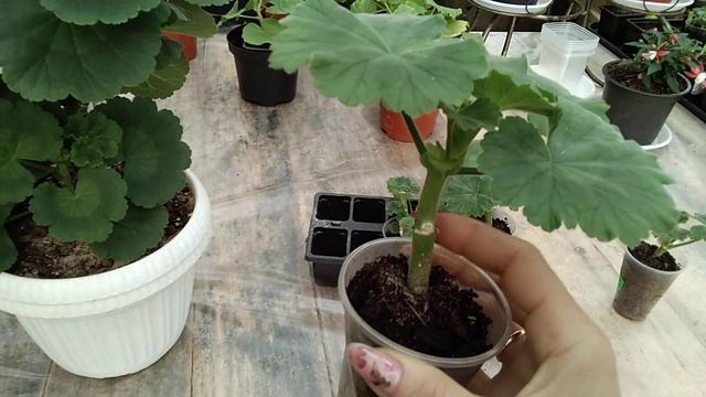 #54.Как поживает Fishers Appleblossom Rosebud после несчастного случая! смотреть онлайн