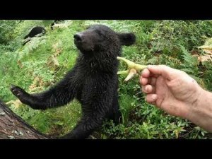 Медвежонок Буржуй - маменькин сынок.