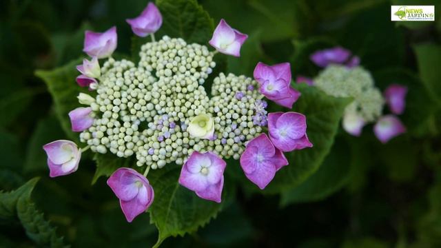 HORTENSIA : PARTICULARITÉS BOTANIQUES, VARIÉTÉS ET CONSEILS DE CULTUTRE смотреть онлайн