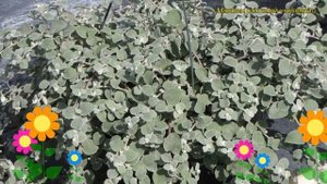 Гелихризум черешковый Микрофила. Краткий обзор, описание helichrysum petiolatum Microphylla