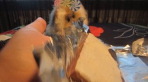 Кролик БАФФИ и OREO NESQUIK! Как сделать своими руками ОРЕО НЕСКВИК?