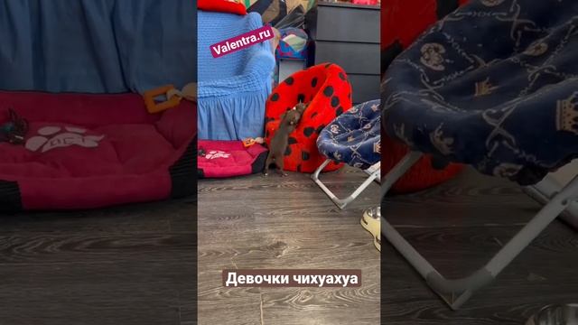 Шоколадные девочки чихуахуа. Подробно о щенках на сайте www.valentra.ru
