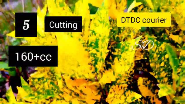 Online plant sale||combo offer plants||Salu Diaries