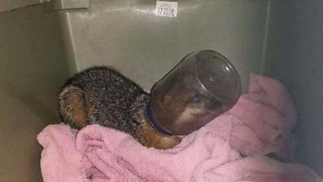 Во Флориде спасли лисенка, бегавшего с головой, застрявшей в банке смотреть онлайн