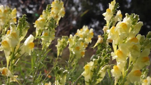 ЛЬВИНЫЙ ЗЕВ ЛУГОВОЙ смотреть онлайн