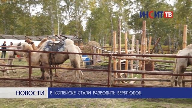 В Копейске стали разводить верблюдов