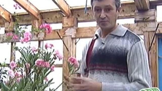 55 Тропические растения - олеандр.