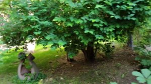 Прогулки по Еревану. Парк в центре города 2