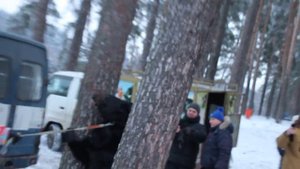 Медведь в Подмосковье.