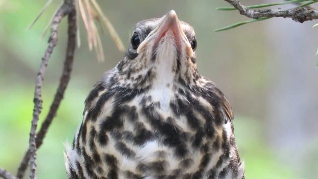 Птенец дрозда рябинника затаился смотреть онлайн