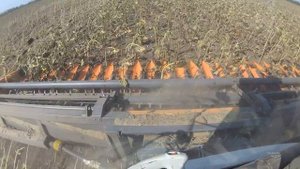 Жатка для уборки подсолнечника ORANGE SEED. Уборка крупноплодного подсолнечника .