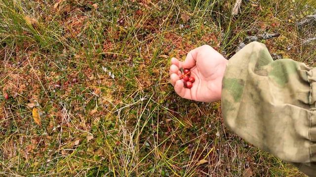 Гора Валдай Болото Клюква Mountain Valdai Cranberry Swamp 2023