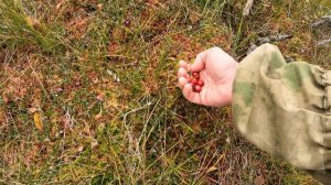 Гора Валдай Болото Клюква Mountain Valdai Cranberry Swamp 2023