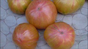 СОРТ ПОМИДОРА  КОПИЯ ИЛИ ЗОЛОТО СКИФОВ