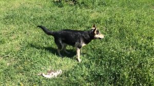 духи для собаки