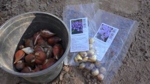 Высаживаю ТЮЛЬПАНЫ - Готовлюсь К ВЕСНЕ. Мои цветы. Мой опыт.